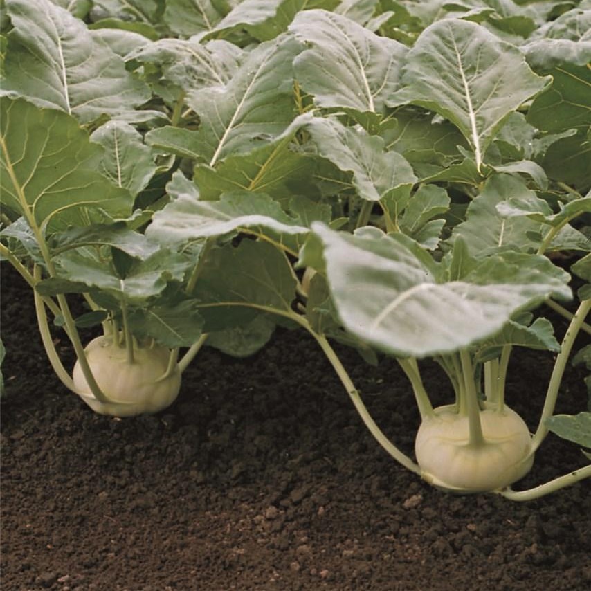 Корист F1 2500 шт