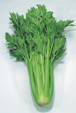 Дарклет F1 2500 шт