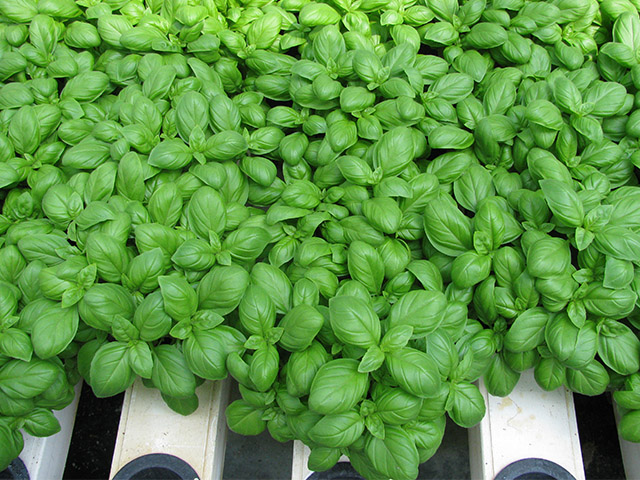 Мариан 250 000 шт