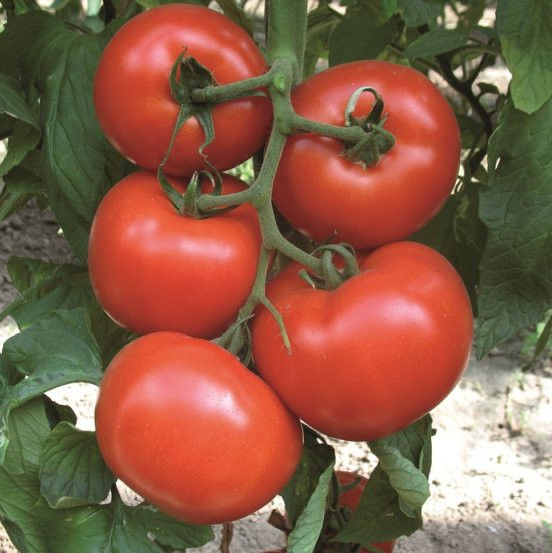 Махитос F1 1000 шт