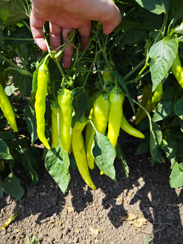 Хотстар F1 250 шт