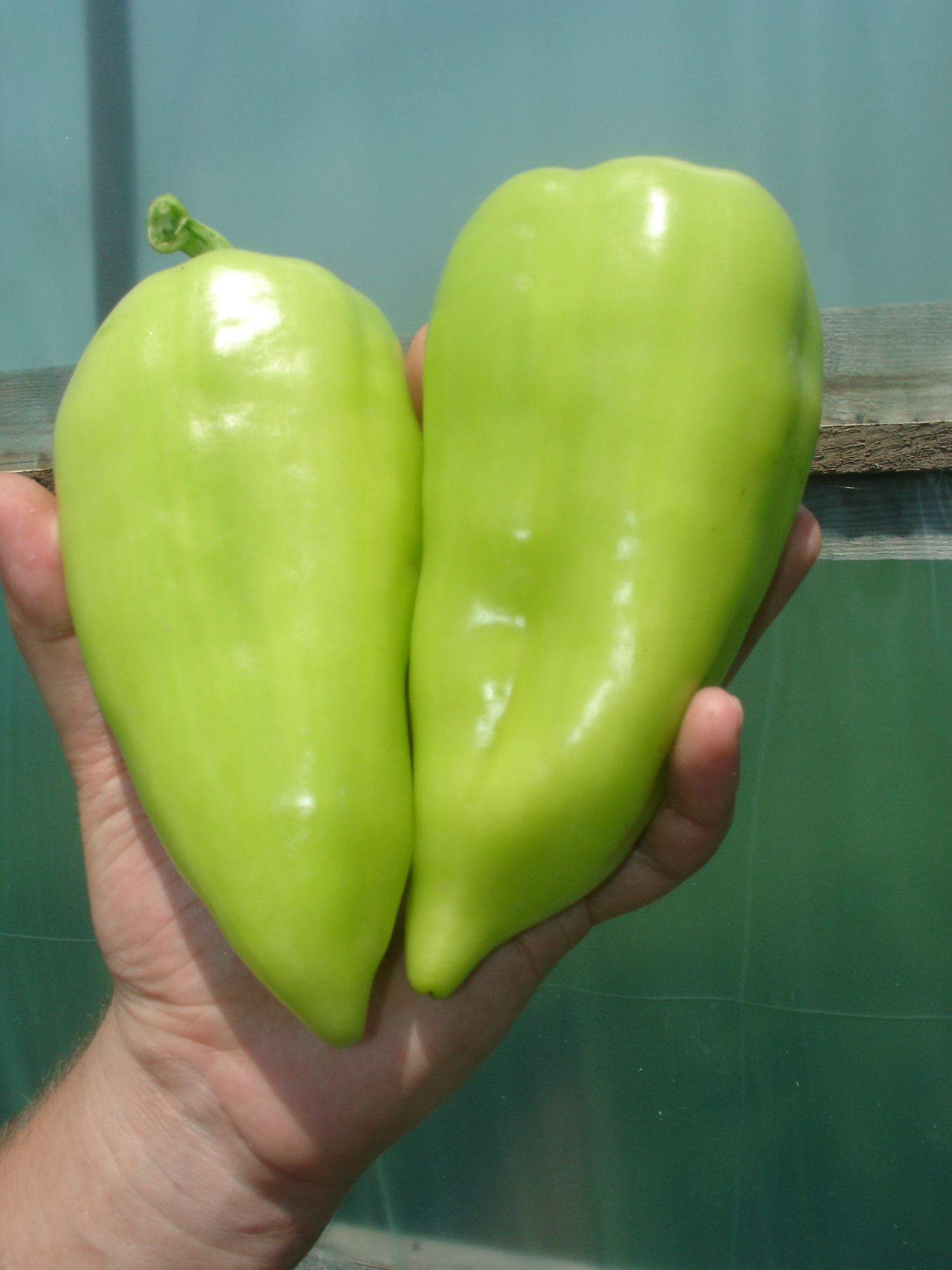 Лотта F1 1000 шт