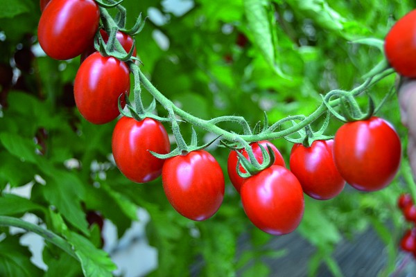 Тутти Фрутти F1 250 шт 														