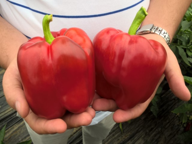 Прокрафт F1 500 шт