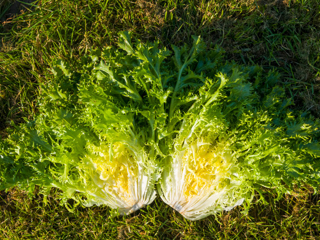 Аскари 5000 шт