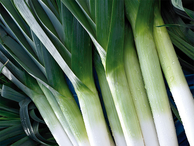 Команче F1 10 000 шт (драже)