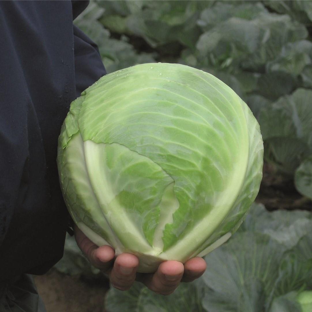 Риэкшен F1 2500 шт