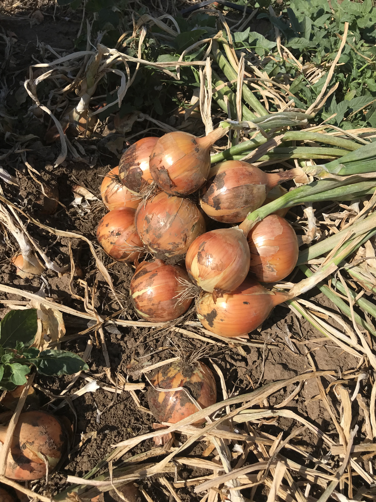 Минди F1 250 000 шт