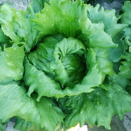 Протекционист 5000 шт