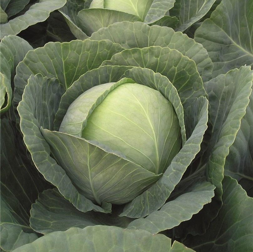 Томас F1 2500 шт