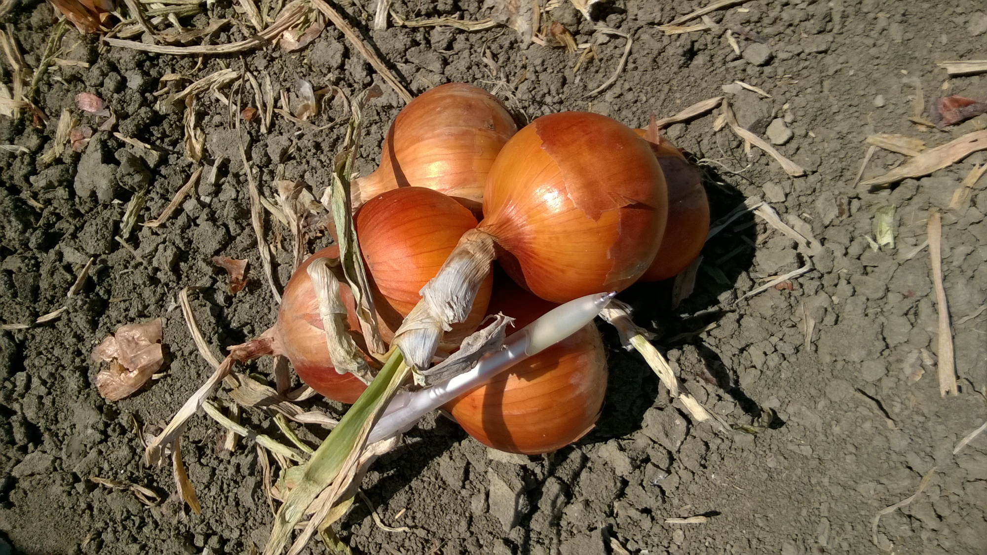 Ятоба F1 250 000 шт