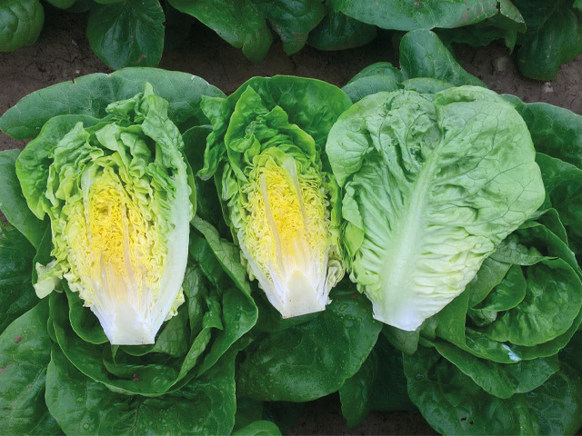 Алмандраба 5000 шт