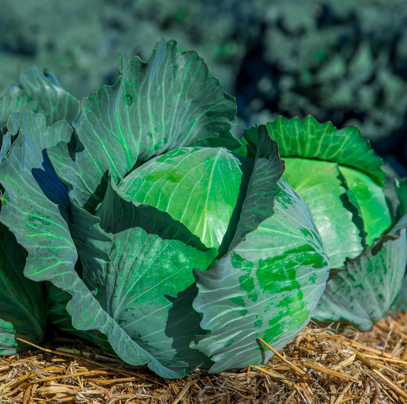 Центурион F1 2500 шт