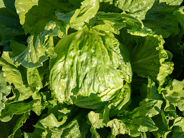 Фарито 5000 шт