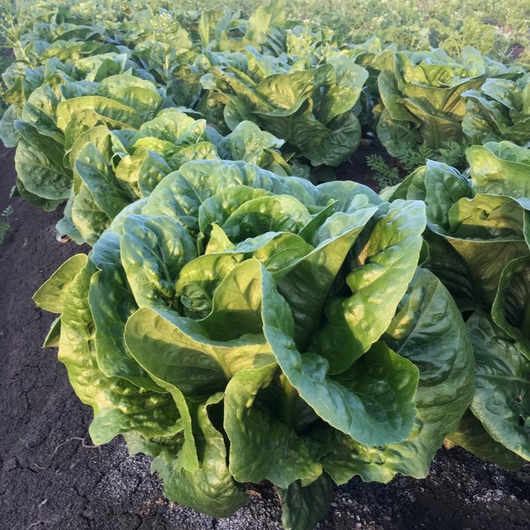 Корбана 5000 шт