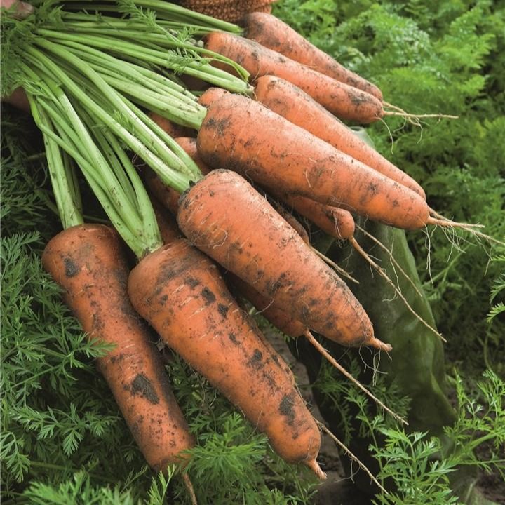 Кордоба F1 100 000 шт 1,8-2,0 мм+прец.