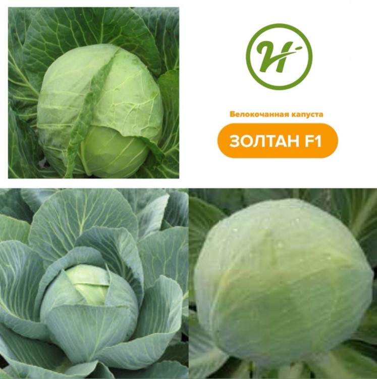 Золтан F1 2500 шт с НДС 10%