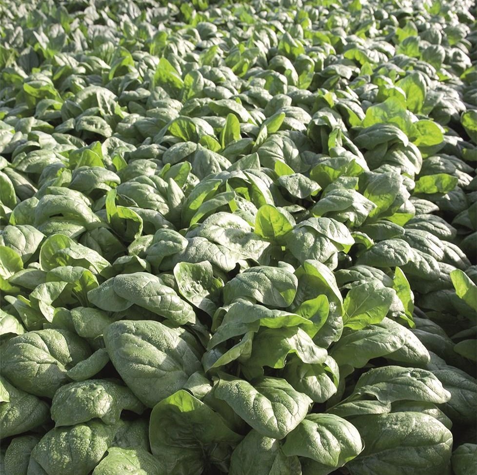 Рембор F1 50 000 шт