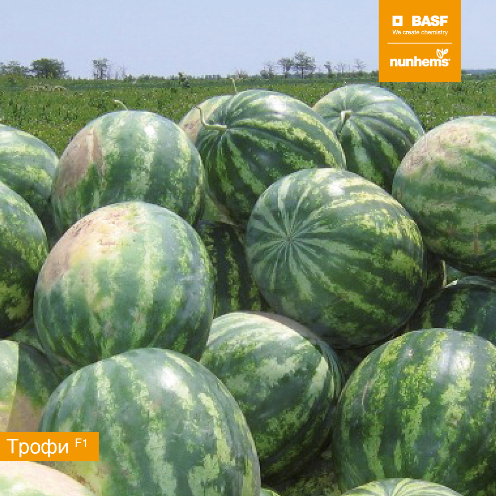 Трофи F1 1000 шт