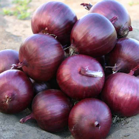 Каунтач F1 100 000 шт 