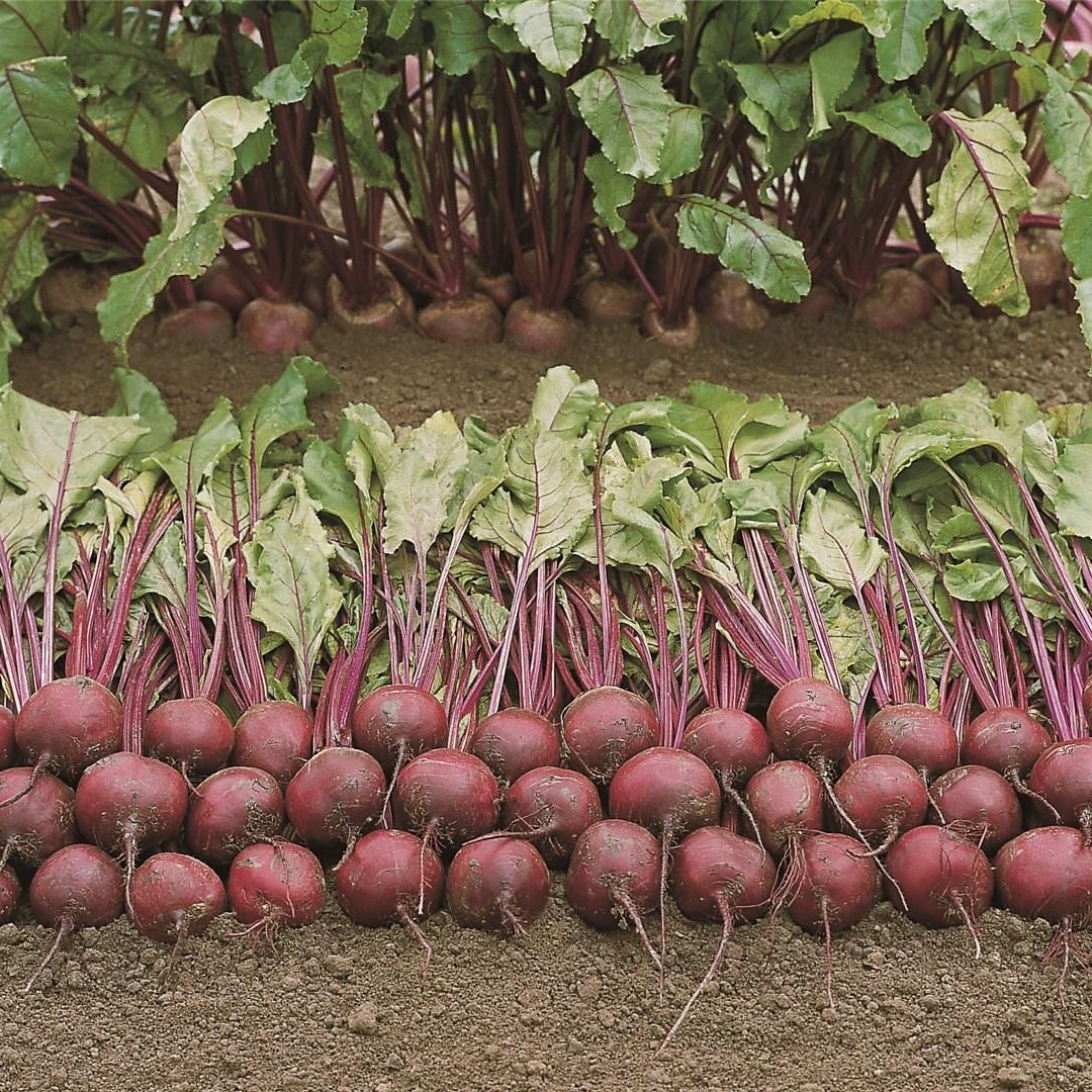 Пабло F1 50 000 шт