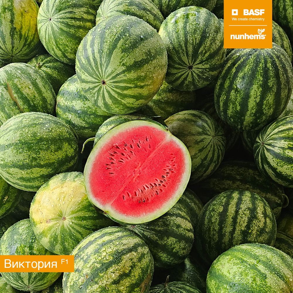 Виктория F1 1000 шт