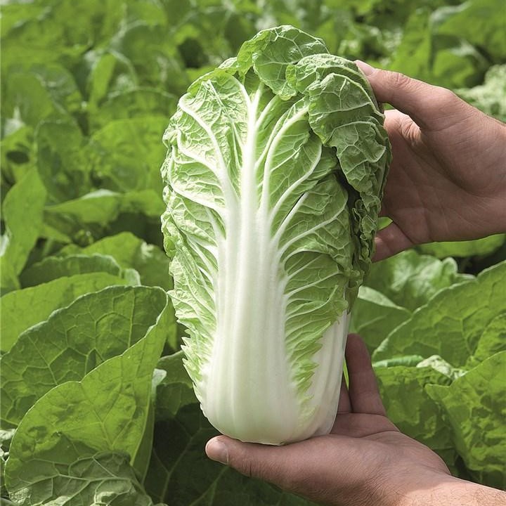 Маноко F1 10000 шт