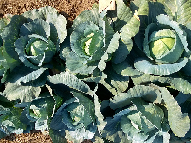 Структа F1 2500 шт