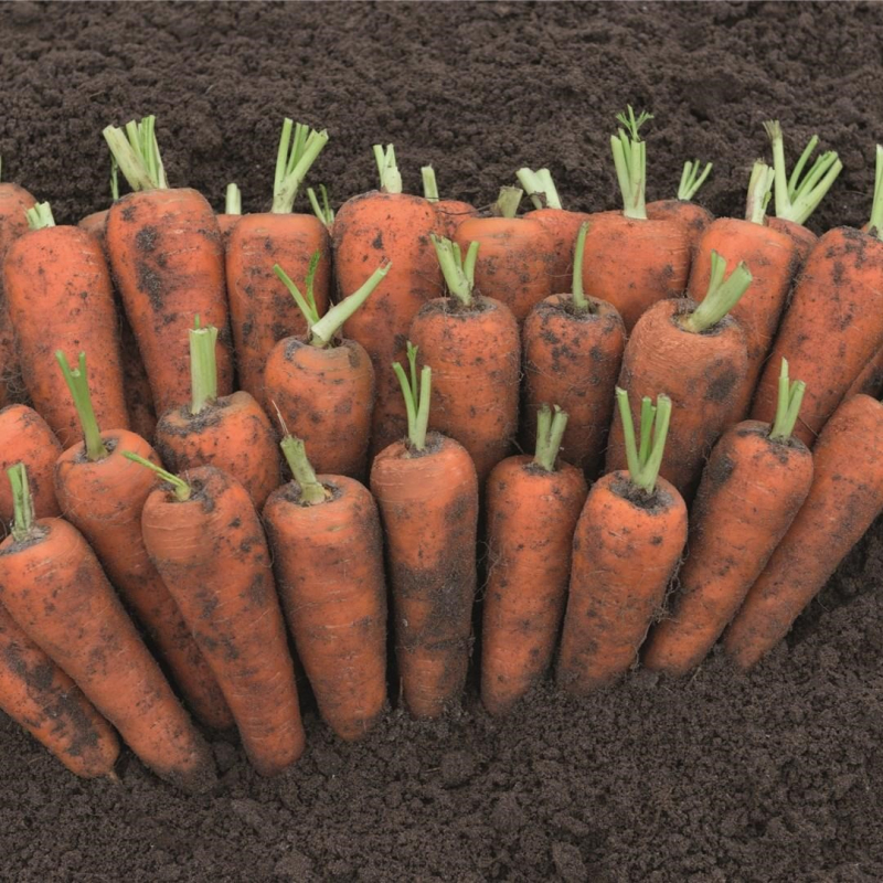 Кантон F1 250 000 шт 2,0-2,2-2,4-2,6 мм+прец.