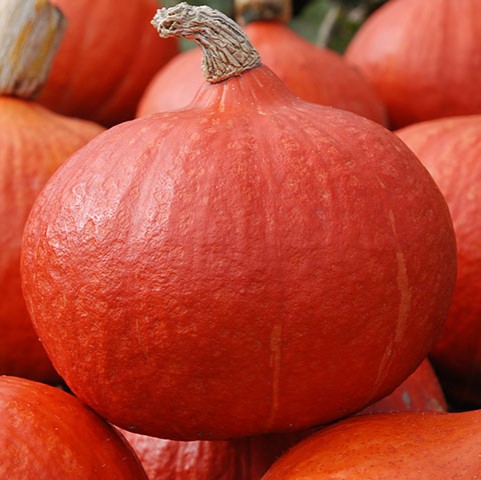 Оранж Саммер F1 500 шт