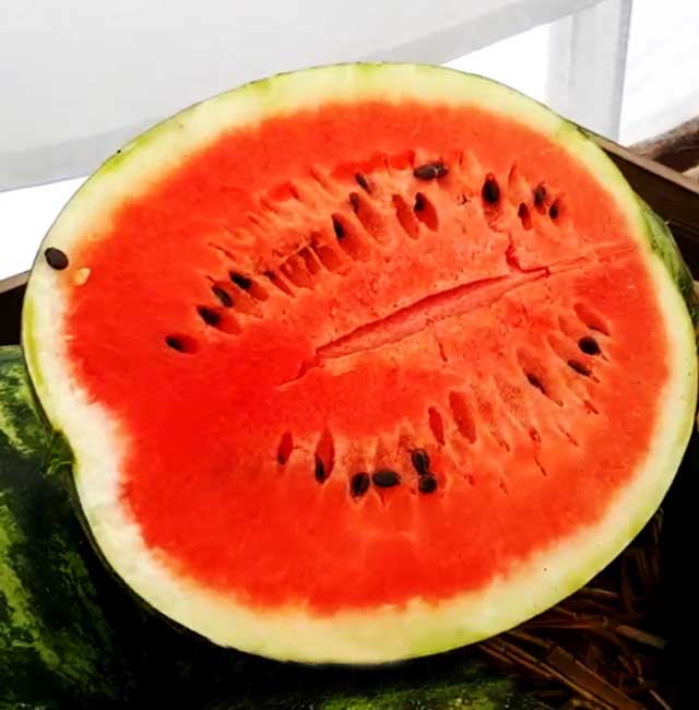 Сармат F1 1000 шт