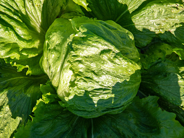 Эльмундо 5000 шт