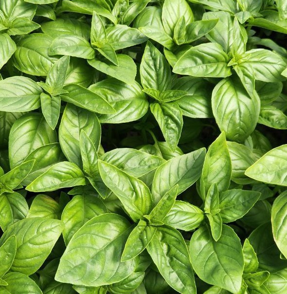 Эмили 250 000 шт