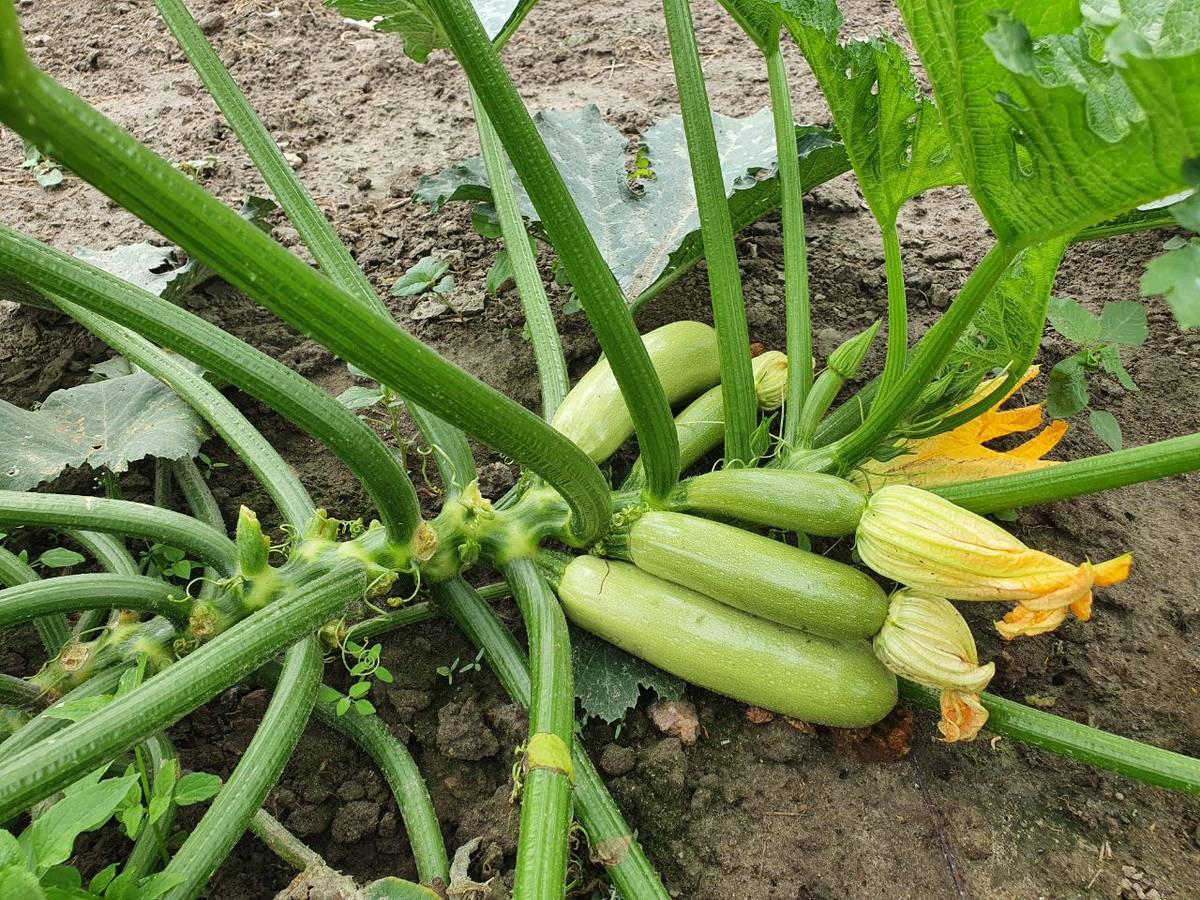 Арал F1 1000 шт