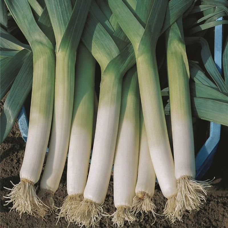 Ланцелот 10 000 шт