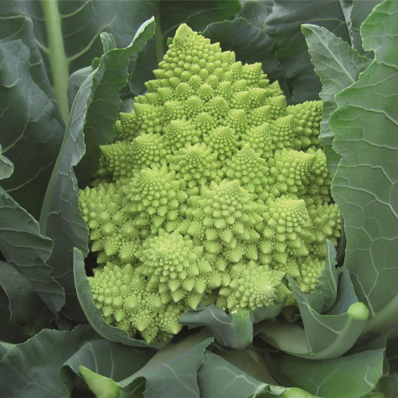 Вероника F1 2500 шт