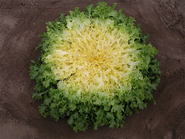 Бекеле 5000 шт