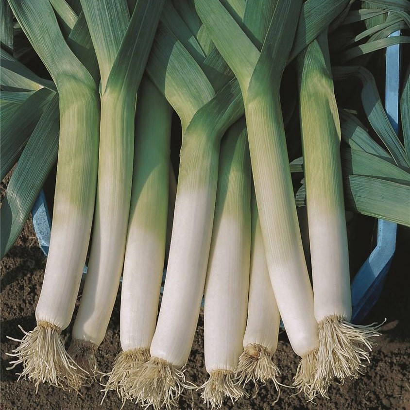 Ланцелот 10 000 шт