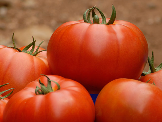 Белле F1 500 шт