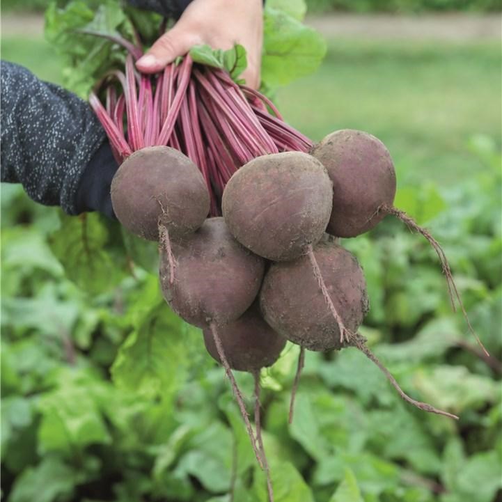 Субето F1 50 000 шт