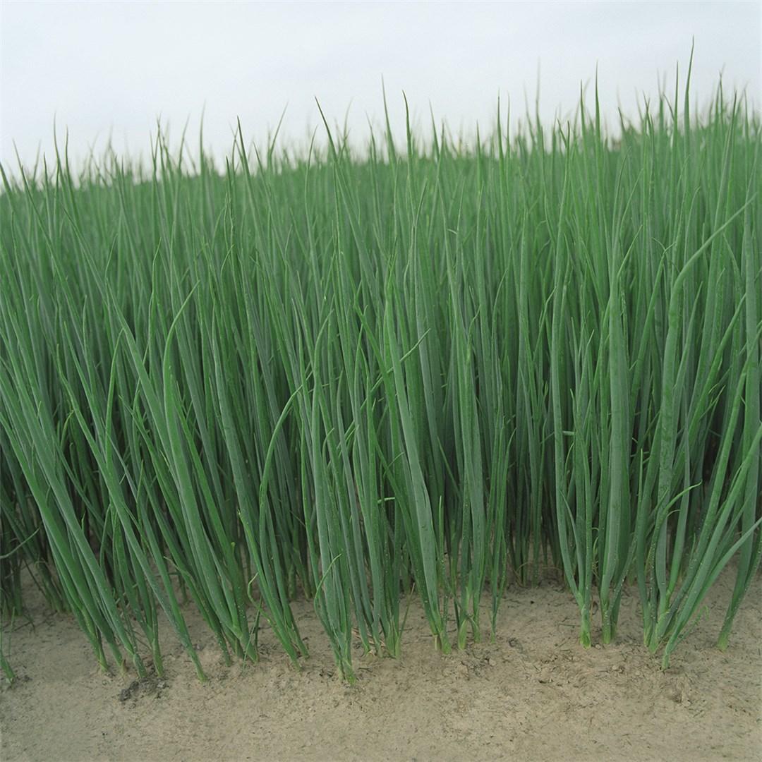 Параде 250 000 шт 