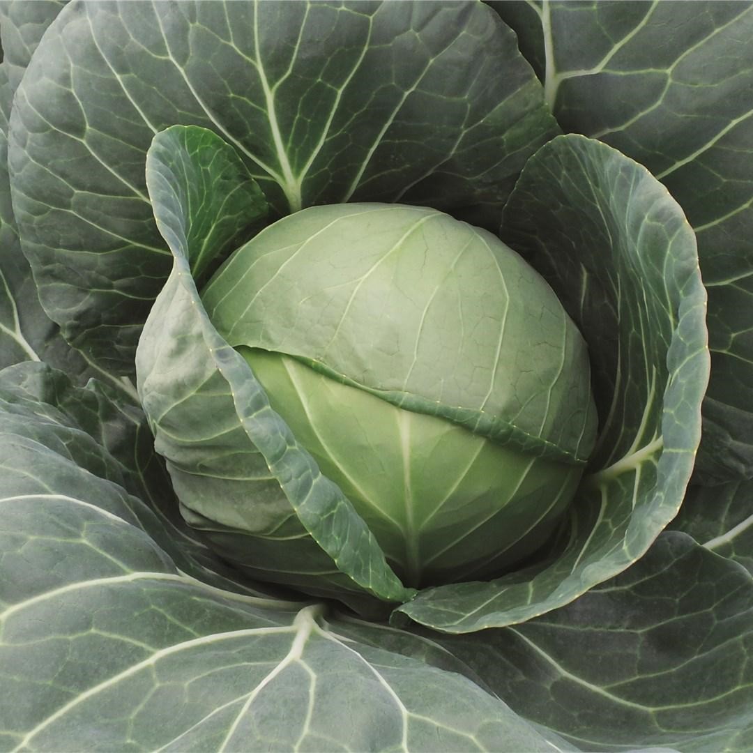 Фарао F1 2500 шт