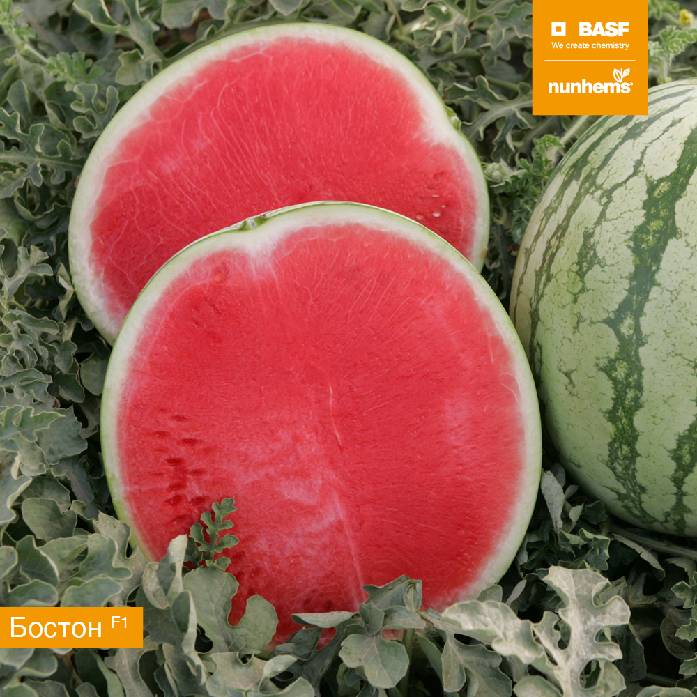 Бостон F1 1000 шт