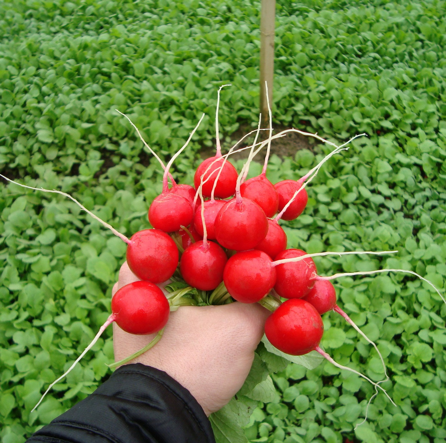 Вена F1 500 гр