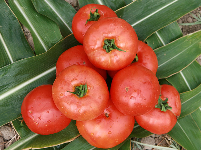 Лоджейн F1 1000 шт