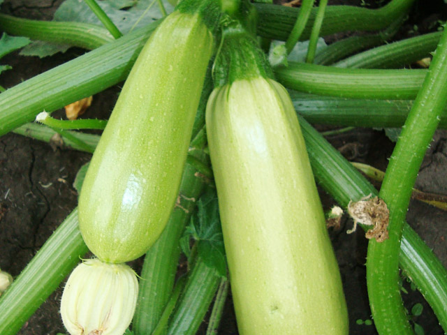 Ардендо 174 F1 500 шт