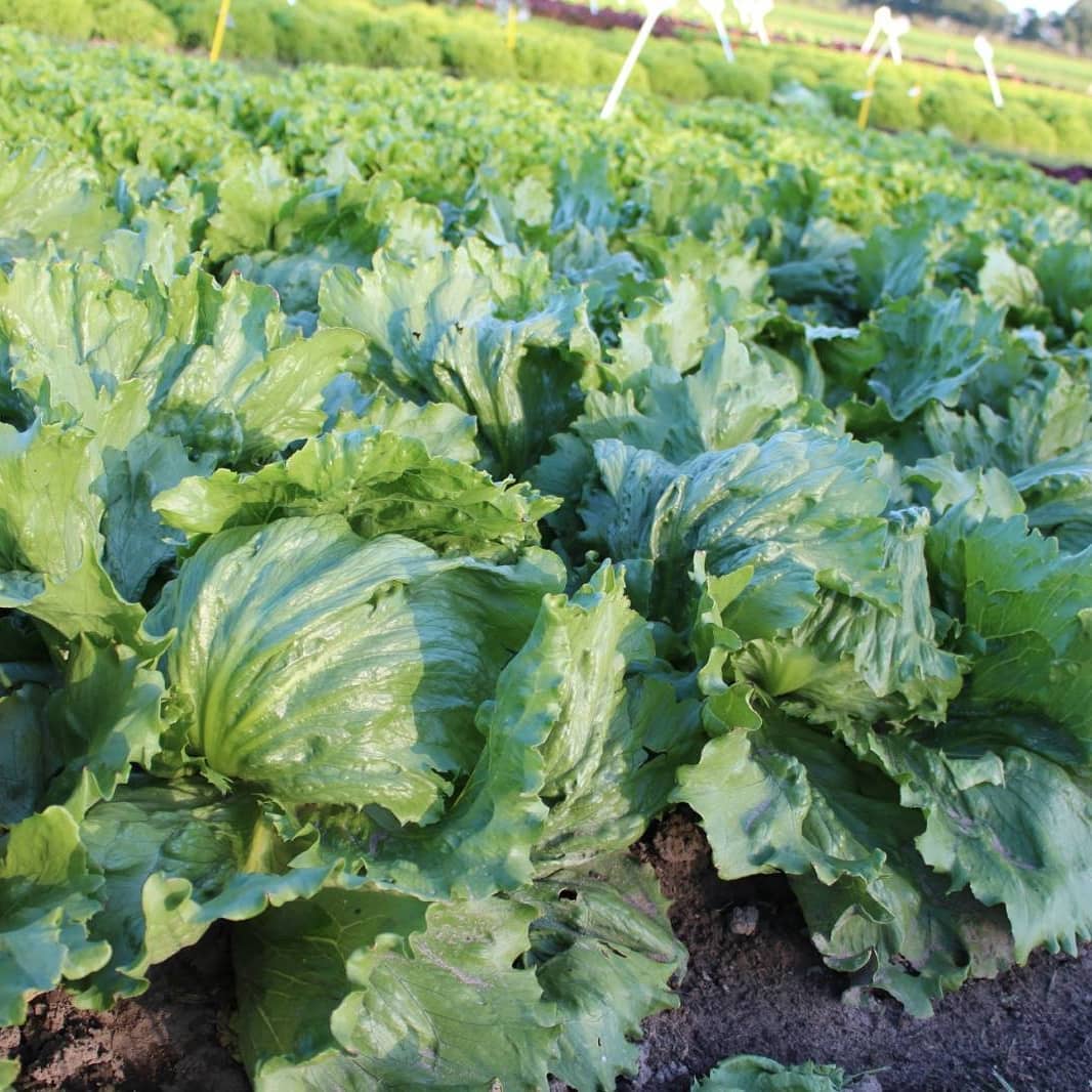 Тевион 5000 шт