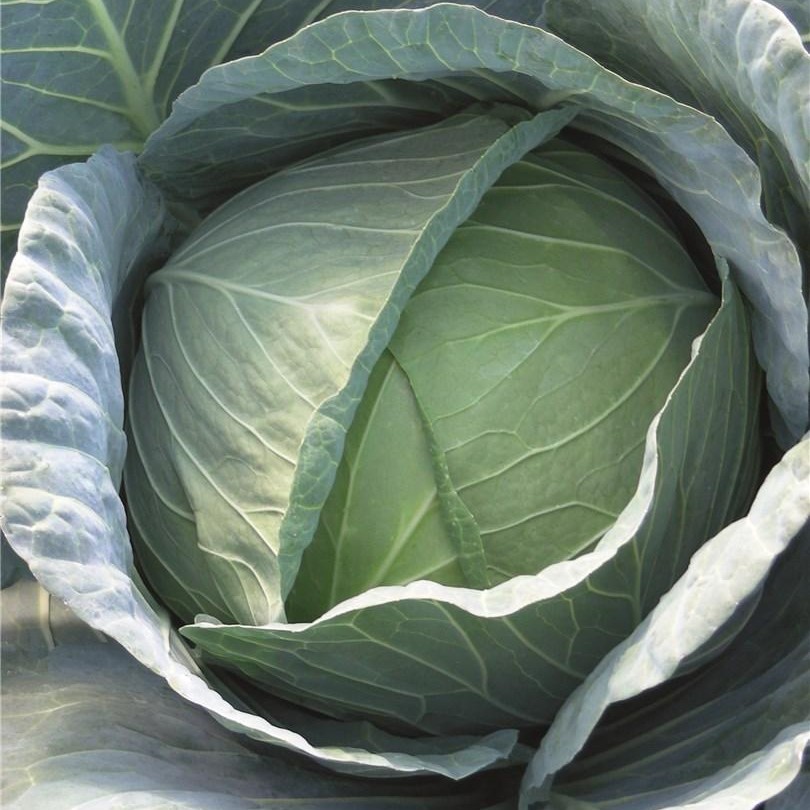 Экскалибур F1 2500 шт