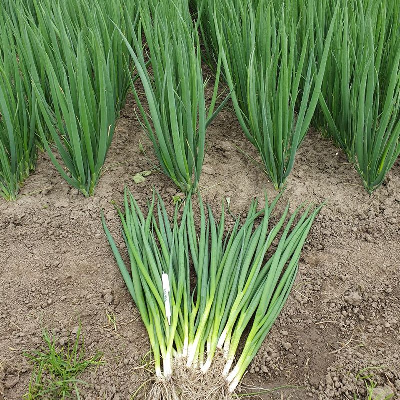 Тотем 500 гр.