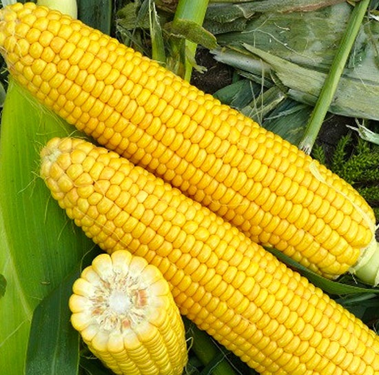 Оватонна F1 5000 шт